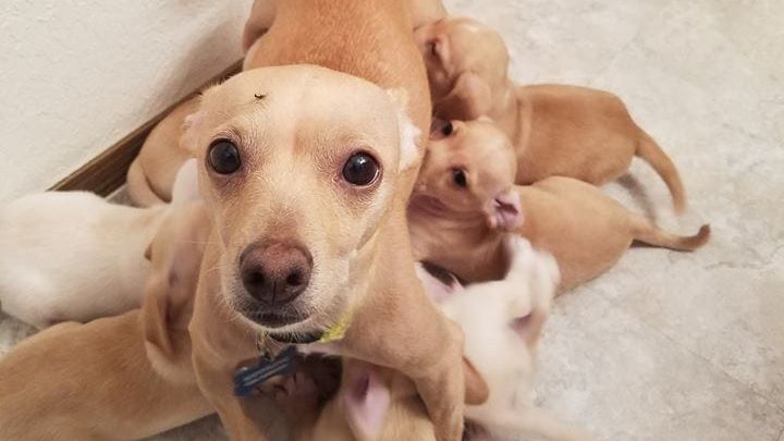 Lily and her pups